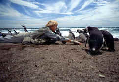 Penguins with Dr Dee Boersma