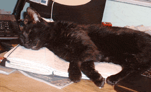 Otis the Wonder Cat