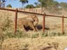 muddyelephant