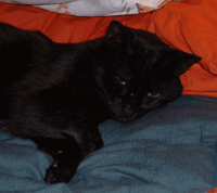Otis the wonder cat