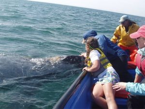 whales