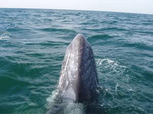 whales