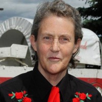temple-grandin