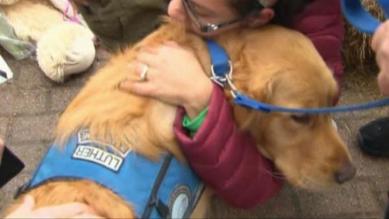 ComfortDogs