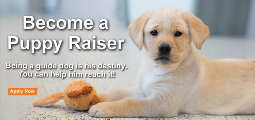 Become a Puppy Raiser